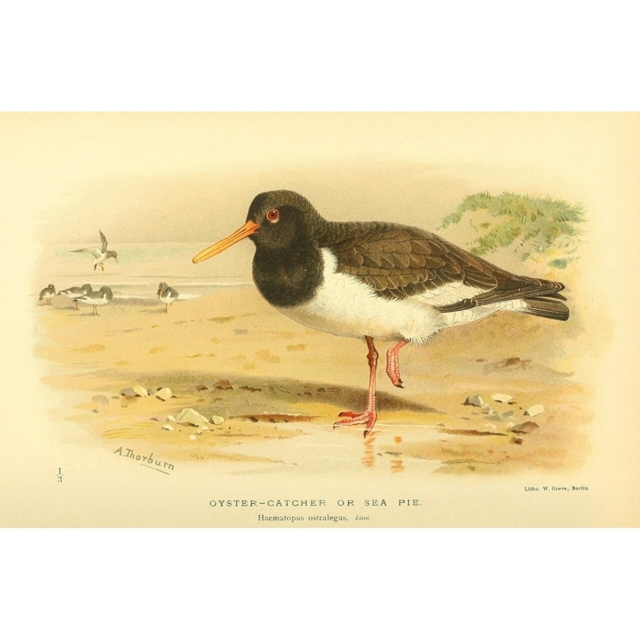 Posterazzi Birds of the British Islands 1885 Oyster-catcher Poster Print by Archibald Thorburn